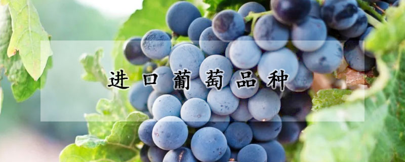 进口葡萄品种