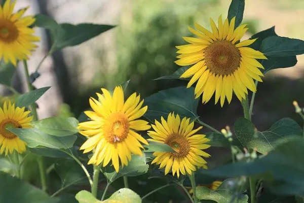 向日葵成熟季节