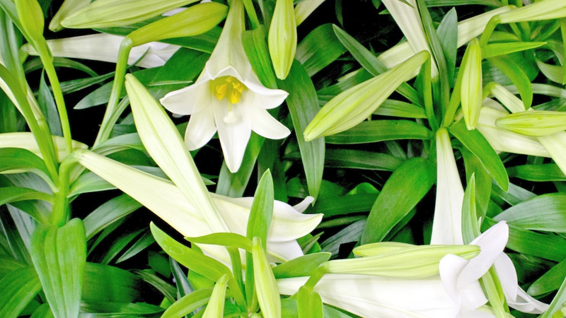 百合怎么种植方法视频