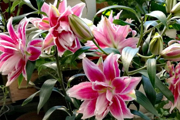 百合怎么种植方法视频