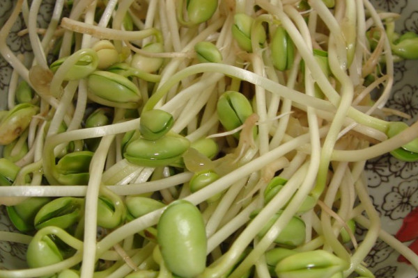豆芽菜怎么种植自制豆芽