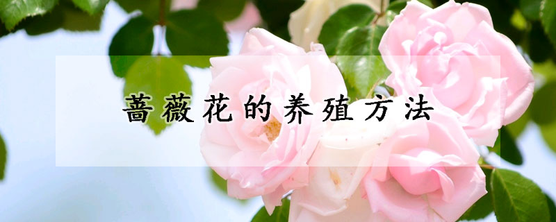 蔷薇花的养殖方法