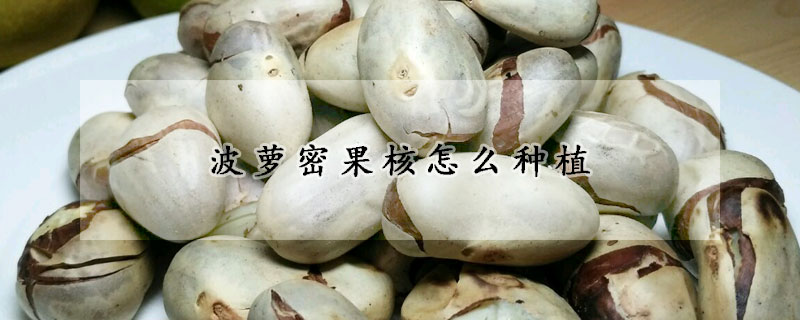 波萝密果核怎么种植