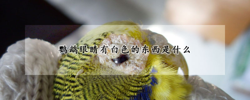 鹦鹉眼睛有白色的东西是什么