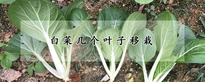 白菜几个叶子移栽