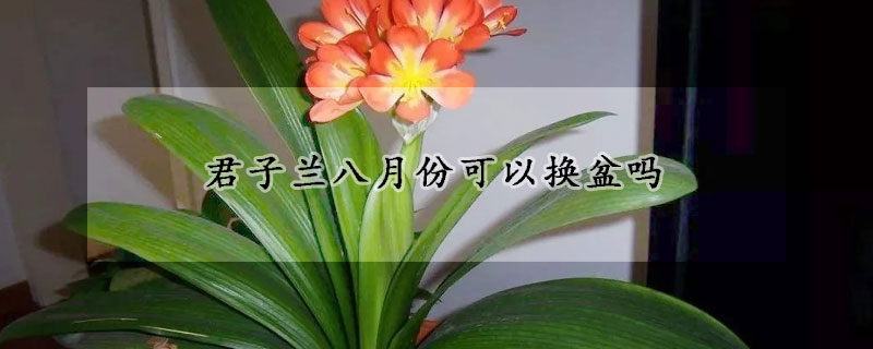 君子兰八月份可以换盆吗