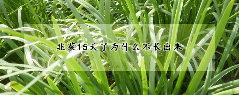 韭菜15天了为什么不长出来