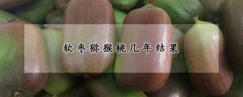 软枣猕猴桃几年结果