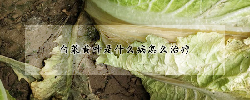 白菜黄叶是什么病怎么治疗