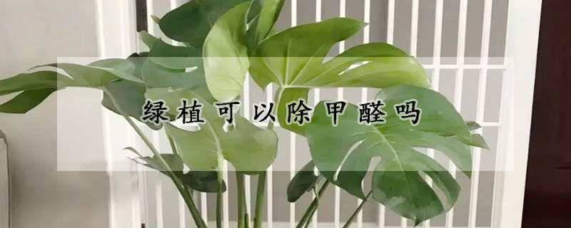 绿植可以除甲醛吗