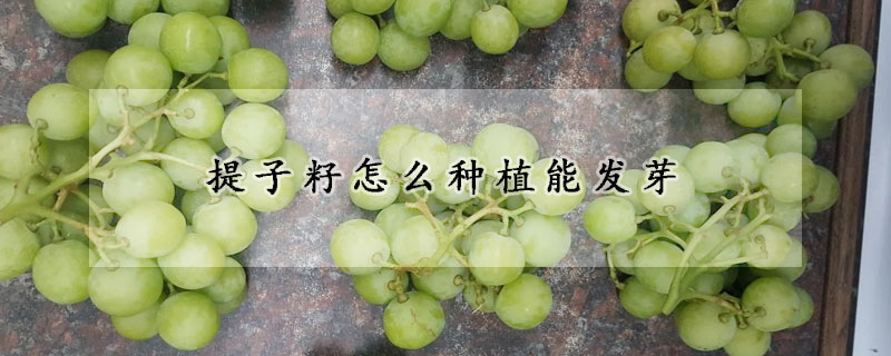 提子籽怎么种植能发芽