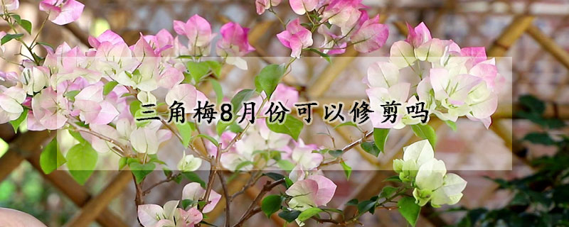 三角梅8月份可以修剪吗