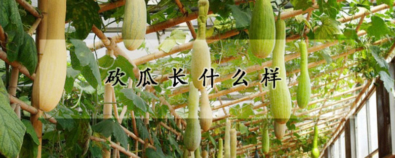 砍瓜长什么样