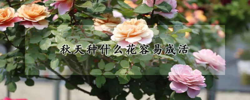 秋天种什么花容易成活