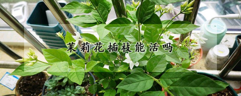 茉莉花插枝能活吗