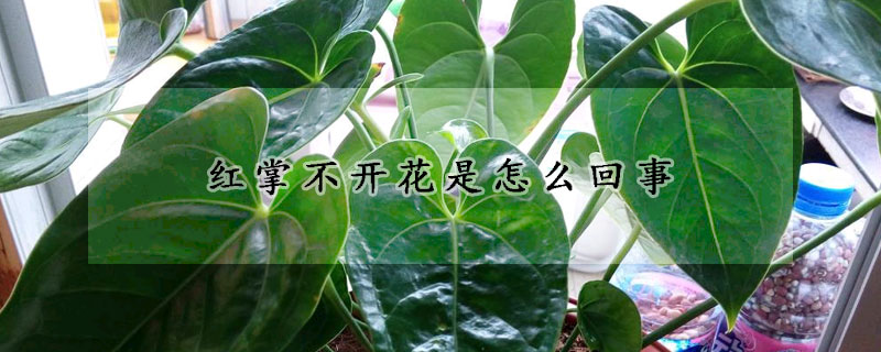 红掌不开花是怎么回事