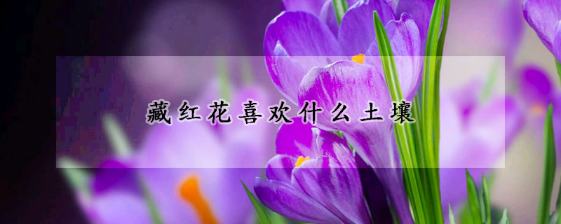 藏红花喜欢什么土壤