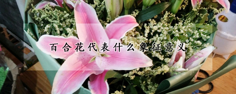 百合花代表什么象征意义