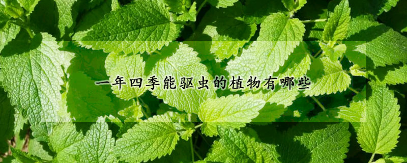 一年四季能驱虫的植物有哪些