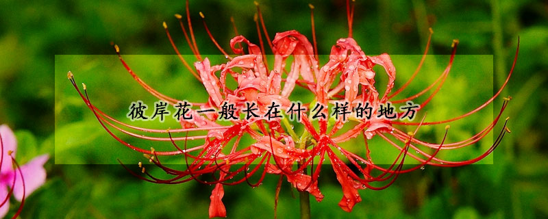 彼岸花一般长在什么样的地方