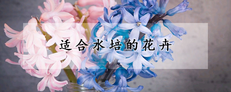 适合水培的花卉