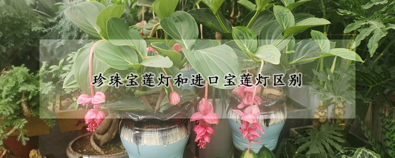 珍珠宝莲灯和进口宝莲灯区别—【发财农业网】