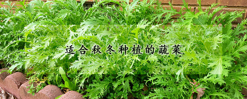 适合秋冬种植的蔬菜