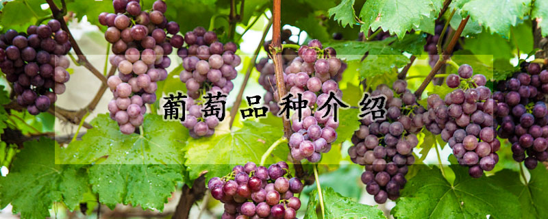 葡萄品种介绍