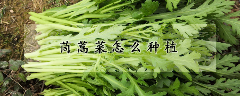 茼蒿菜怎么种植