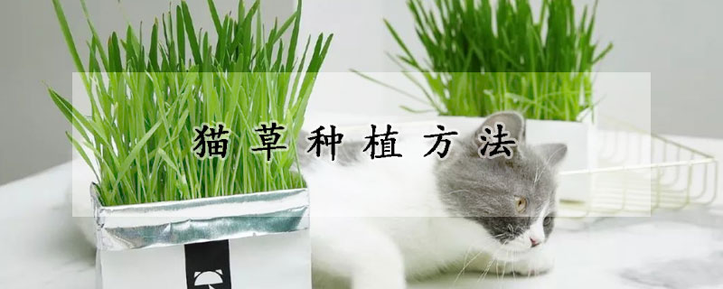 猫草种植方法