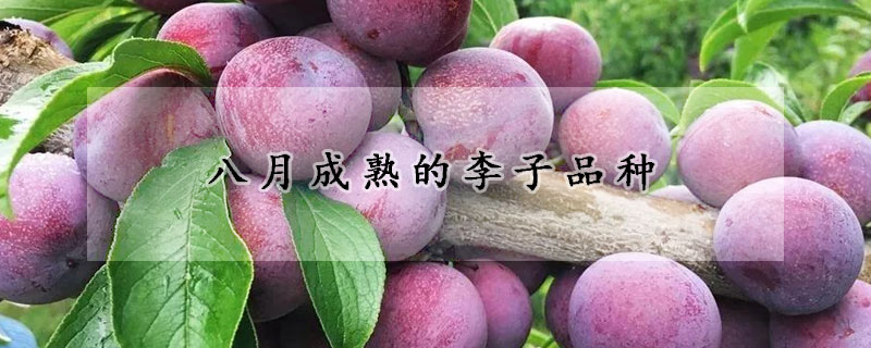 八月成熟的李子品种