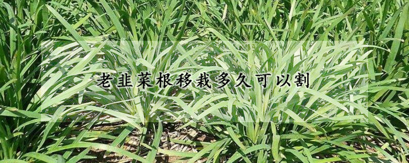 老韭菜根移栽多久可以割