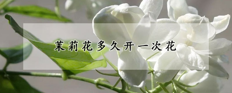 茉莉花多久开一次花