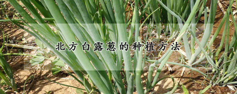 北方白露葱的种植方法