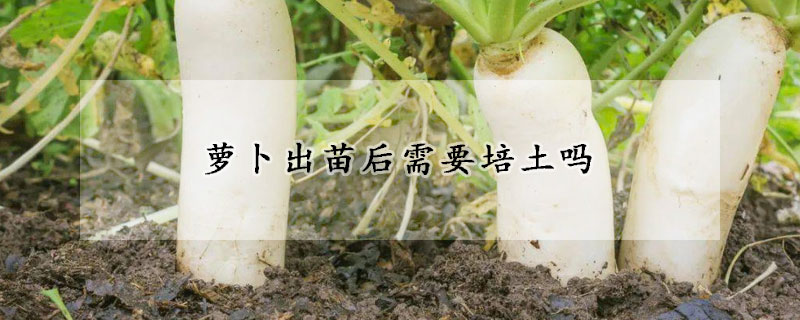 萝卜出苗后需要培土吗