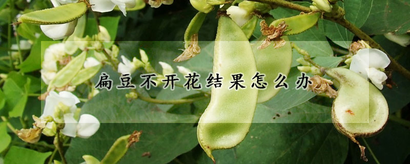 扁豆不开花结果怎么办