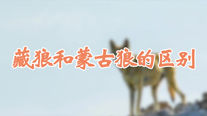 藏狼和蒙古狼的区别