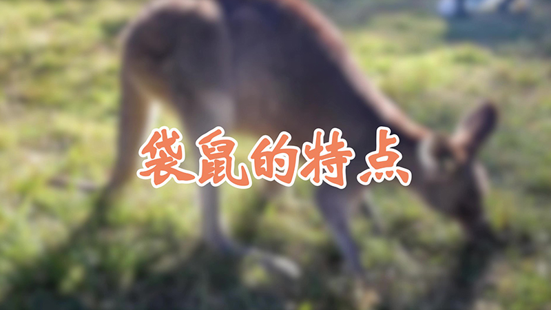 袋鼠的特点