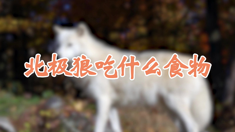 北极狼吃什么食物
