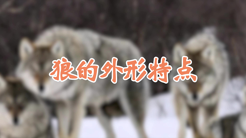 狼的外形特点