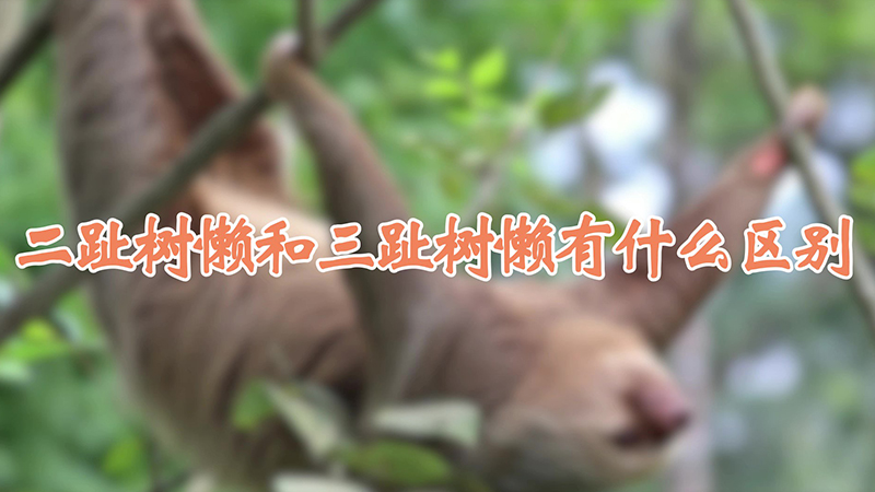二趾树懒和三趾树懒有什么区别
