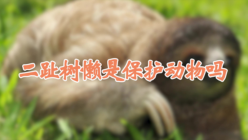 二趾树懒是保护动物吗