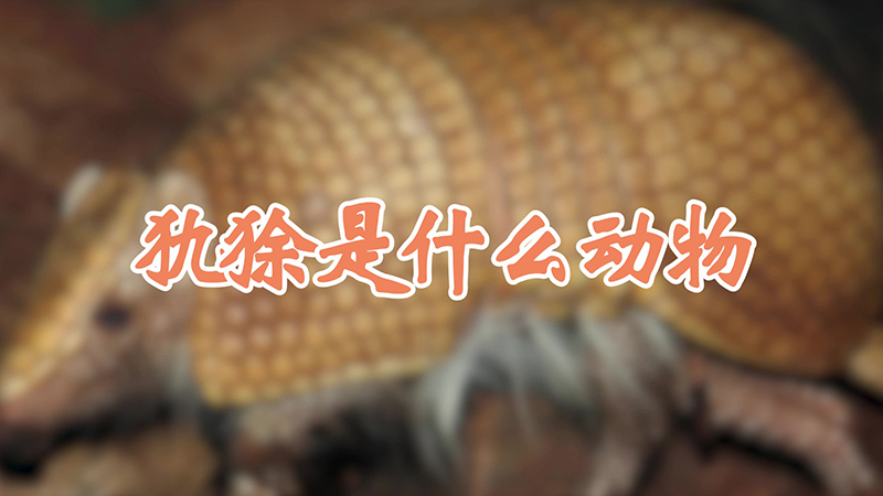 犰狳是什么动物