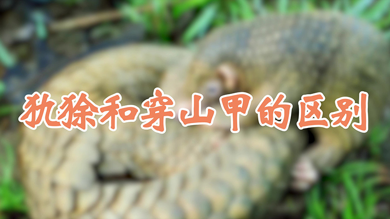 犰狳和穿山甲的区别