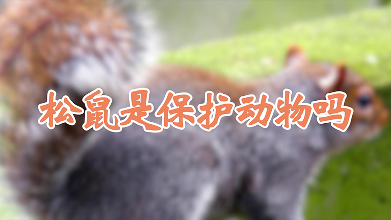 松鼠是保护动物吗