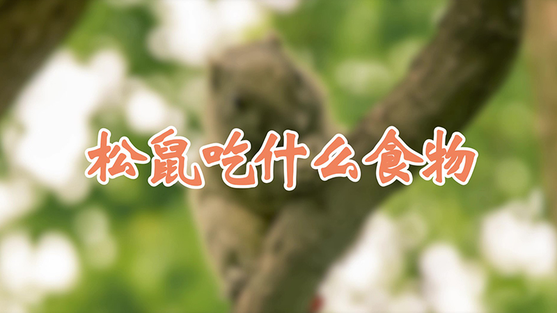 松鼠吃什么食物