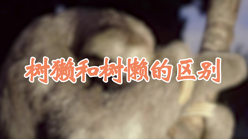 树獭和树懒的区别