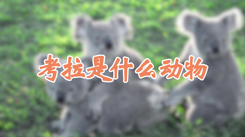 考拉是什么动物