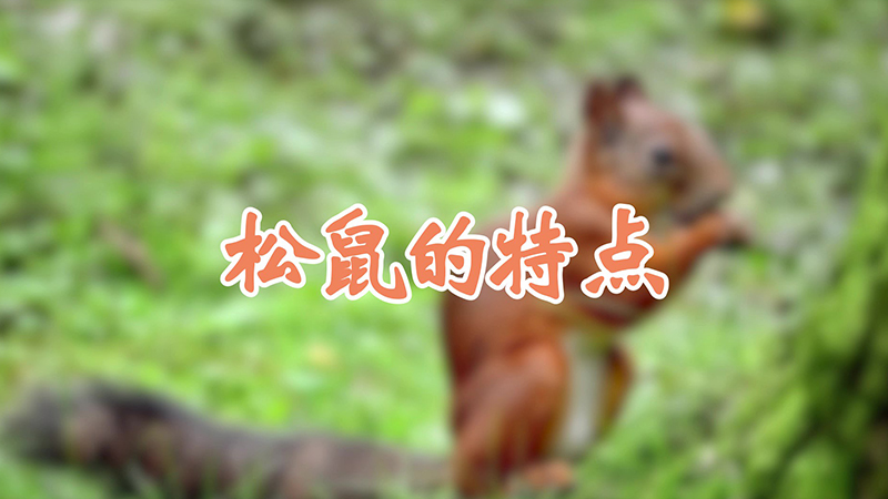 松鼠的特点