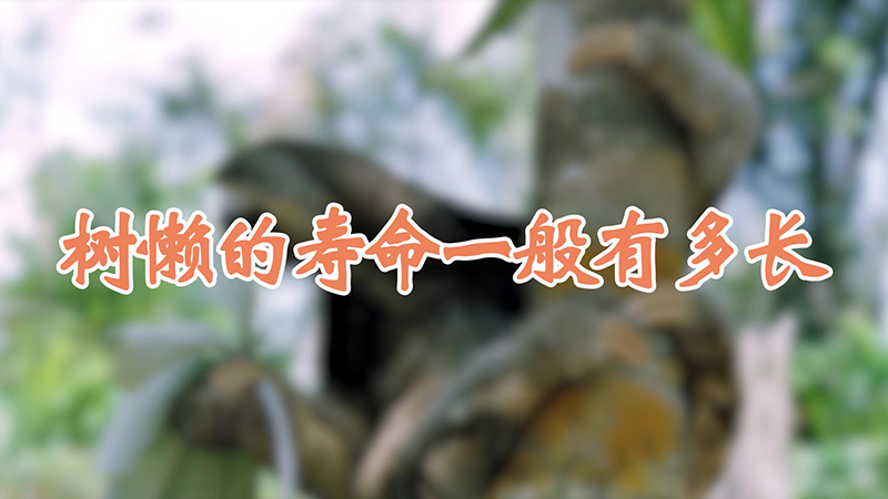 树懒的寿命一般有多长
